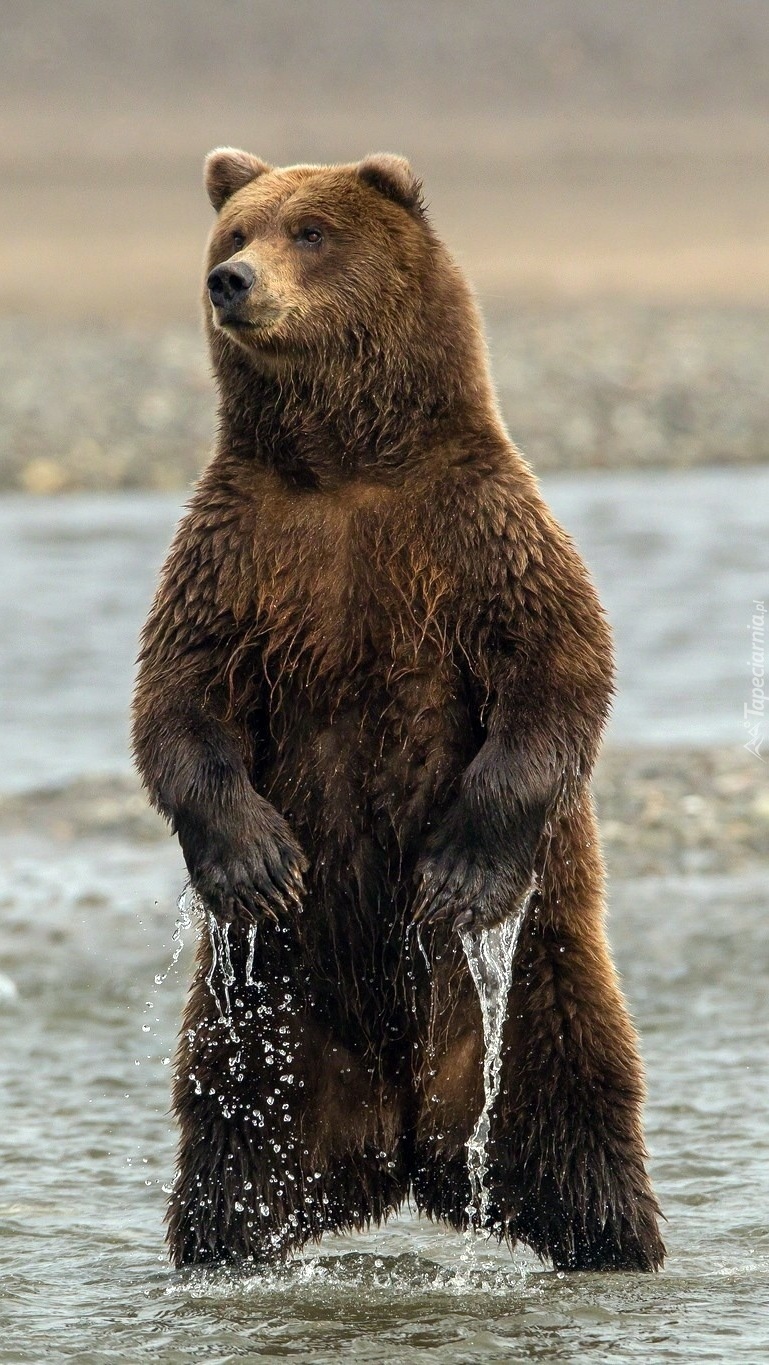 Niedźwiedź brunatny w rzece