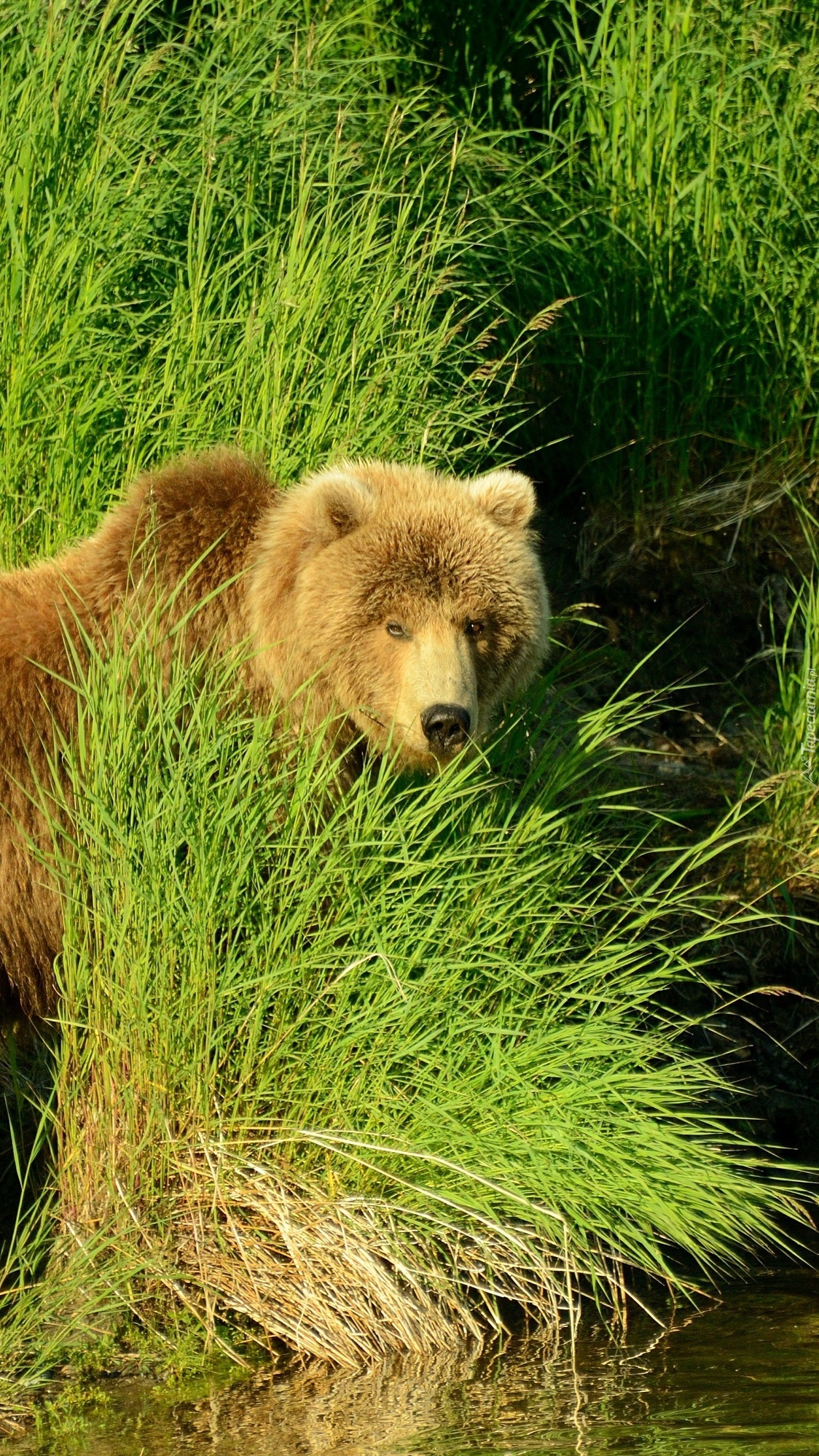 Niedźwiedź brunatny w trawie