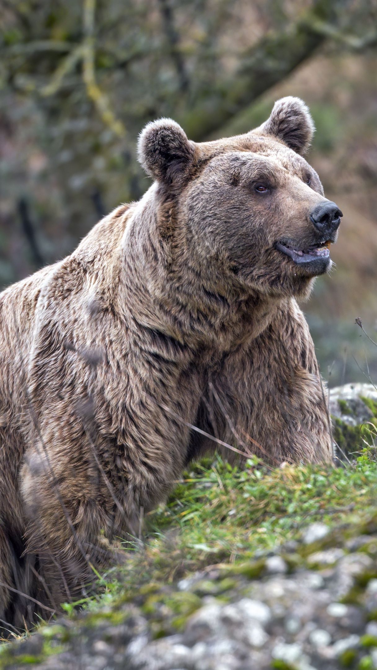 Niedźwiedź grizzly