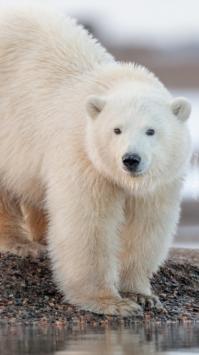 Niedźwiedź polarny