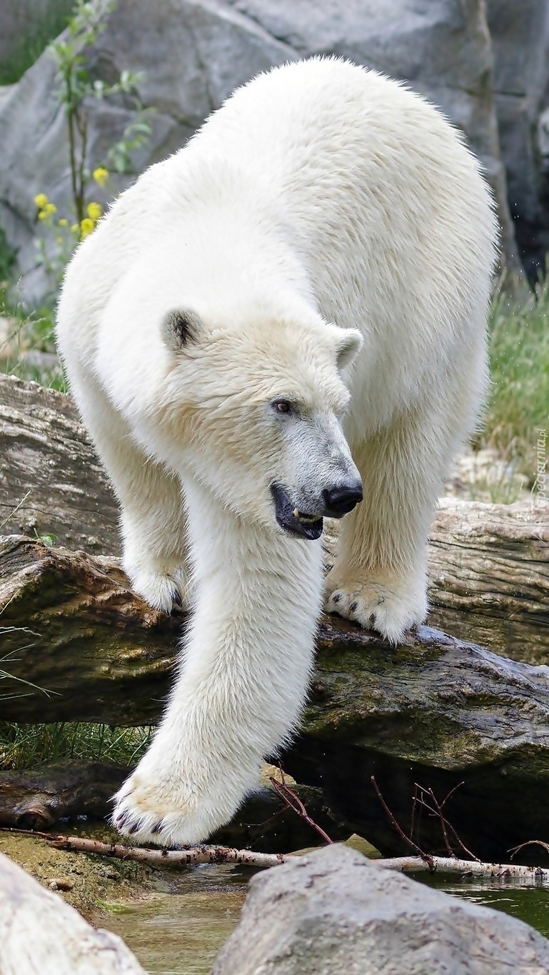 Niedźwiedź polarny na skale