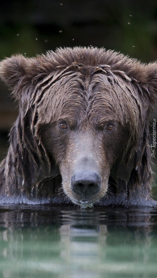 Niedźwiedź w kąpieli