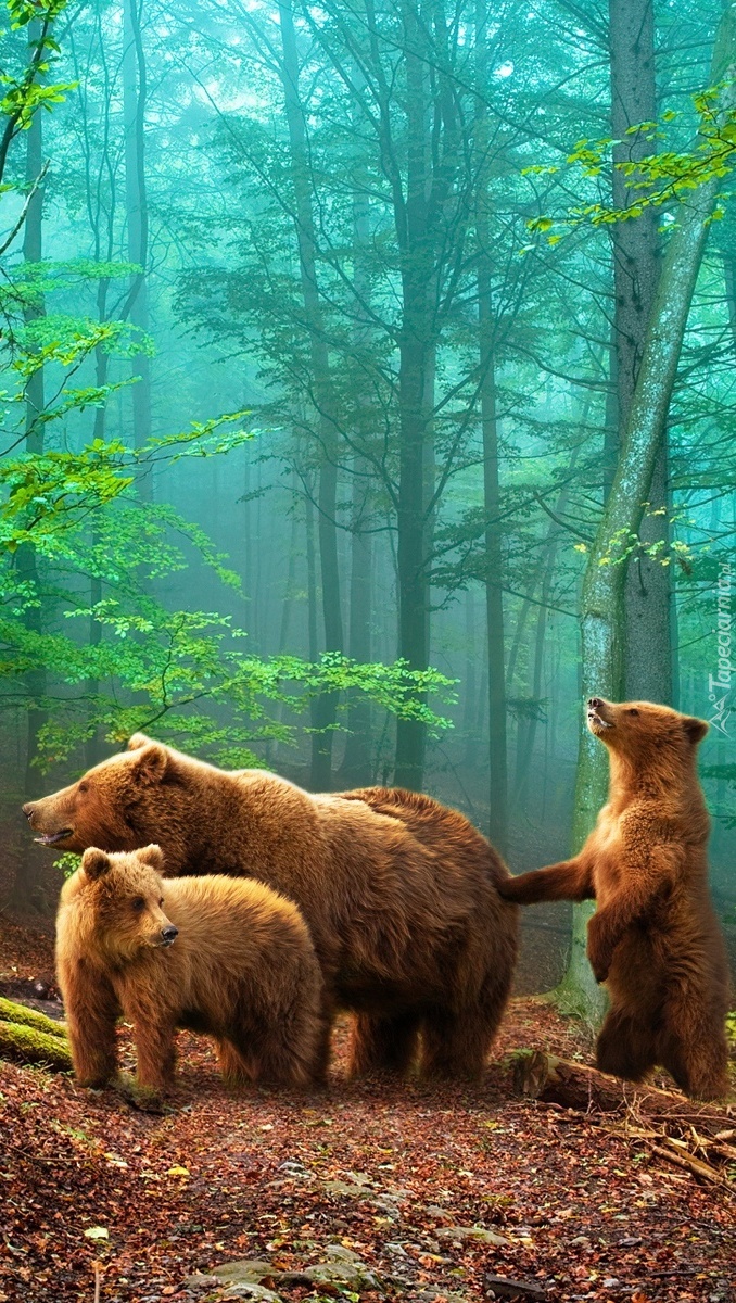 Niedźwiedzia rodzinka w lesie