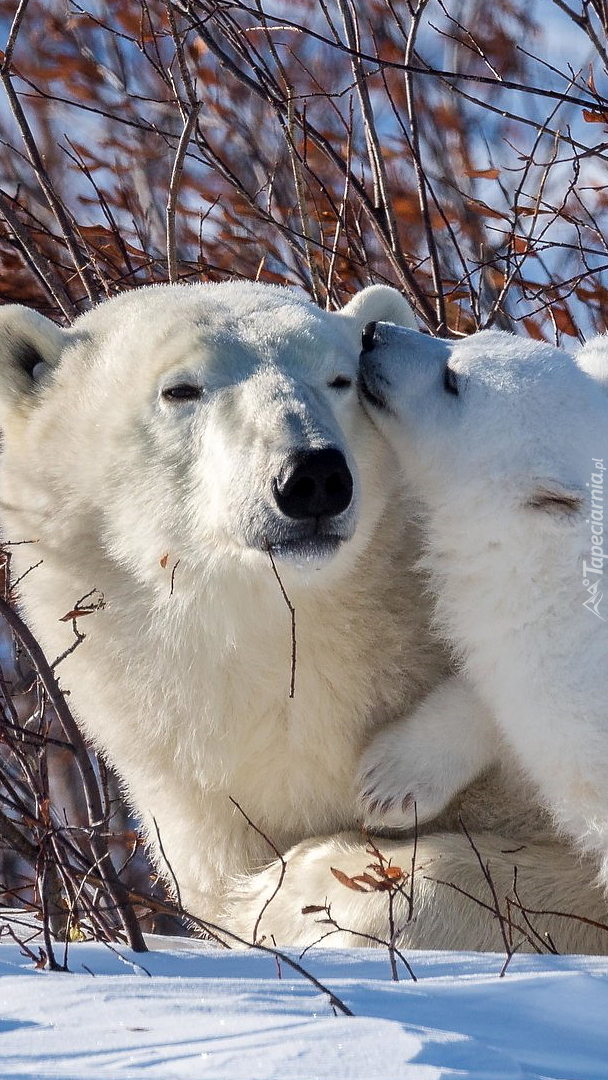Niedźwiedzica i niedźwiadek polarny