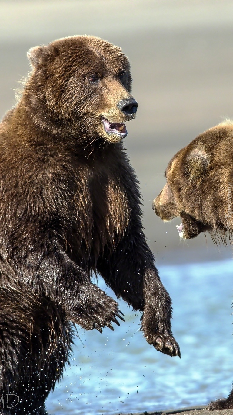 Niedźwiedzie gotowe do walki