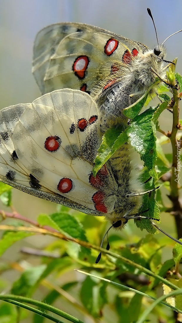 Niepylaki apollo