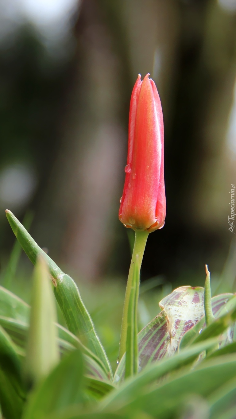 Nierozwinięty tulipan