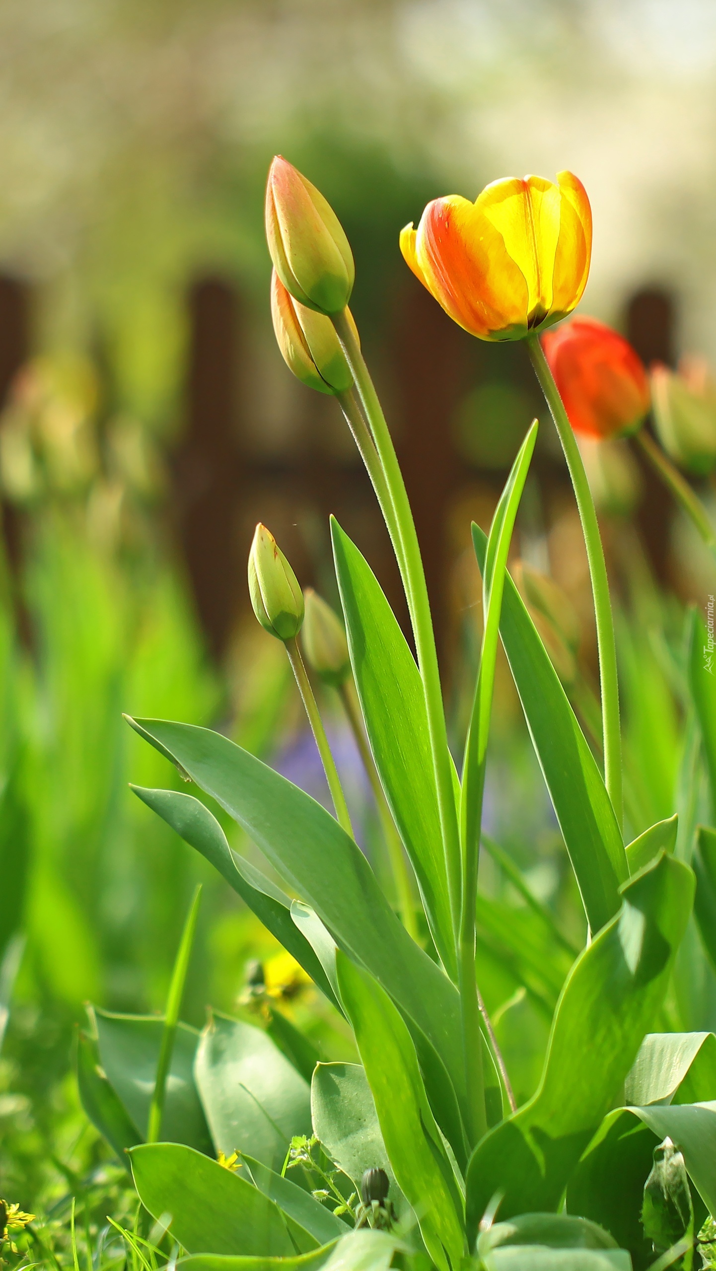 Nieśmiałe tulipanki