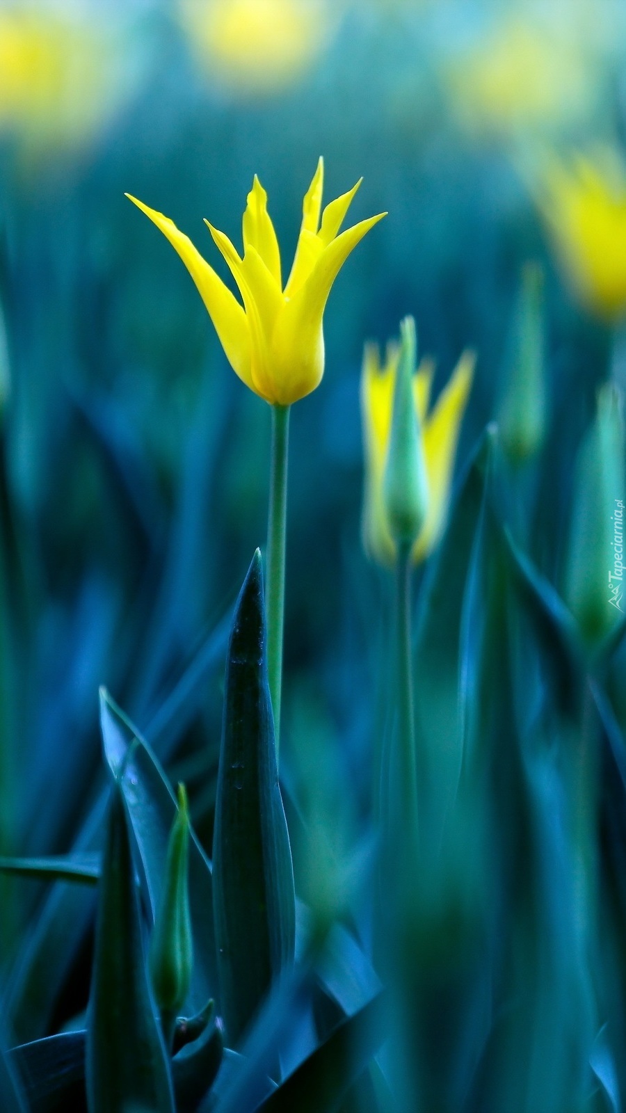 Nietypowy żółty tulipan