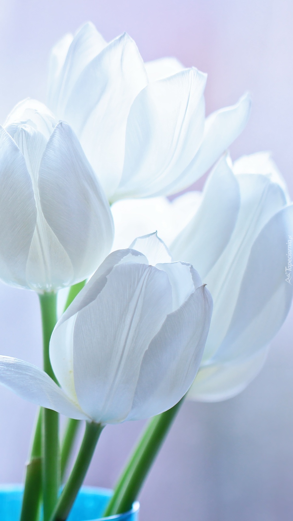 Niewinne białe tulipany