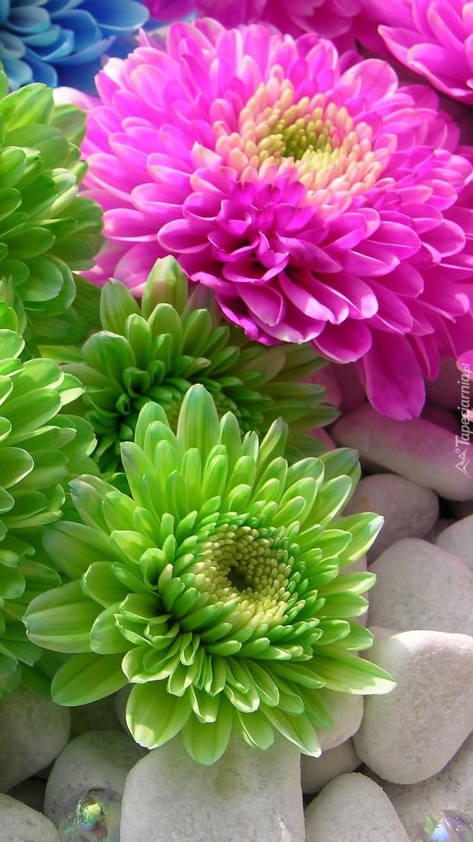 Niezwykłe kolory kwiatów
