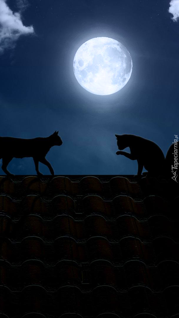 Nocne spotkanie kotów na dachu w blasku księżyca