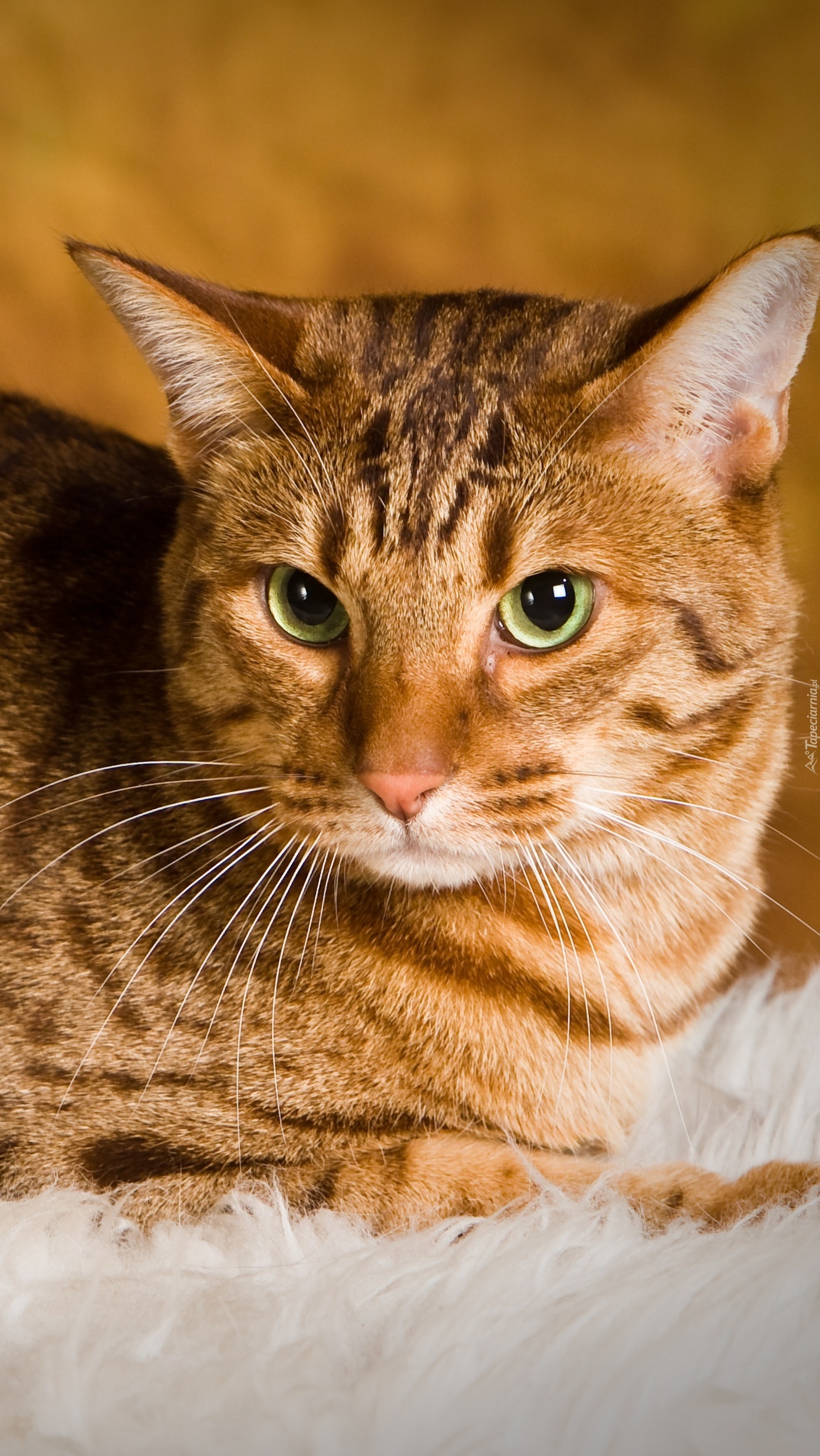 Ocicat