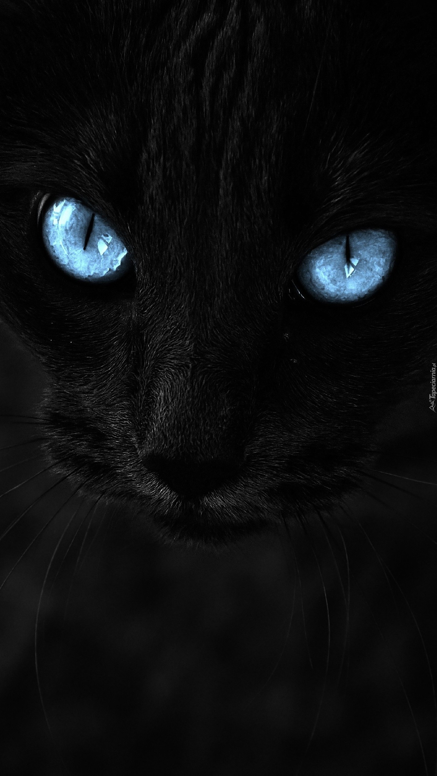 Oczy czarnego kota