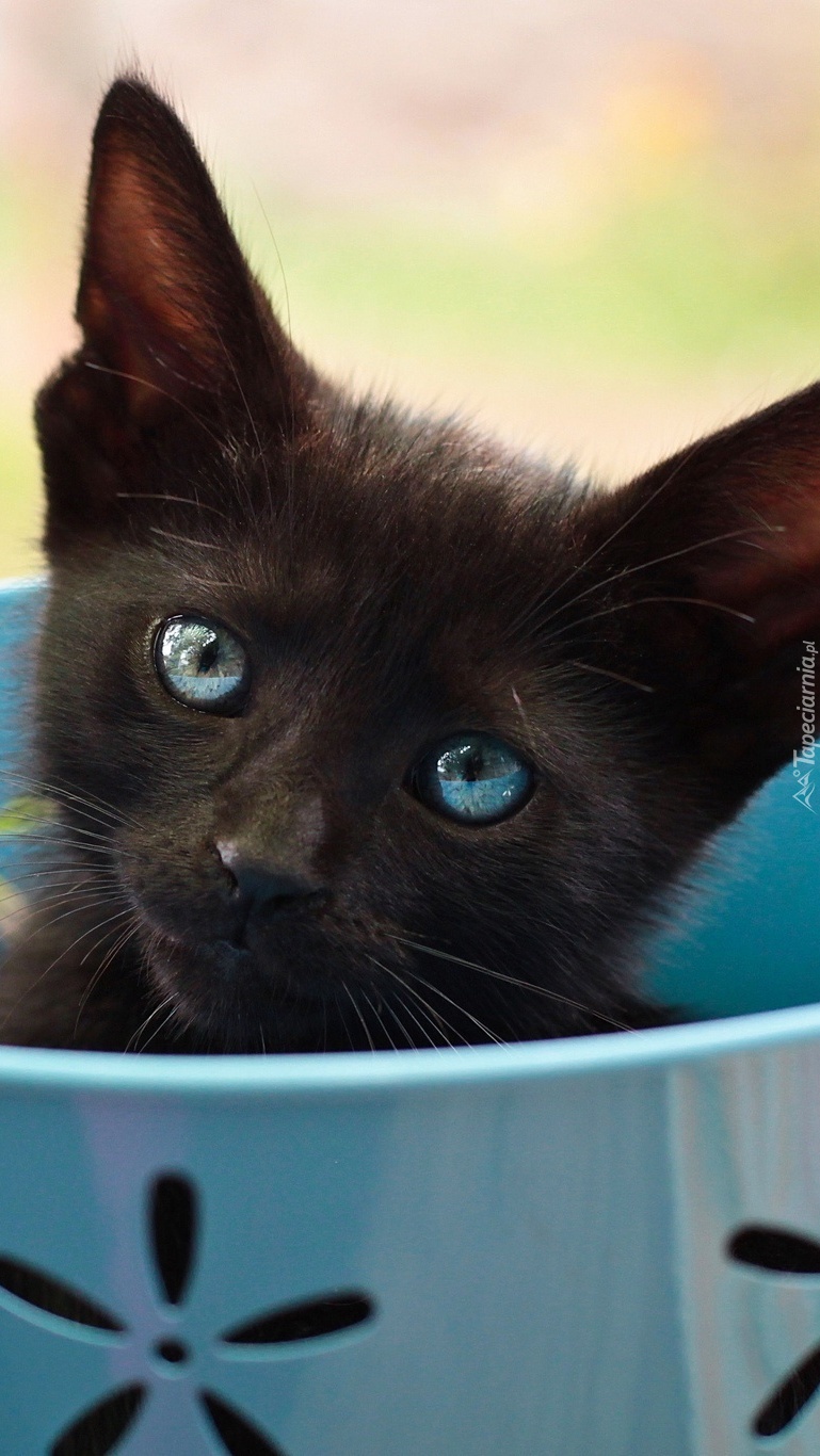 Oczy czarnego kotka