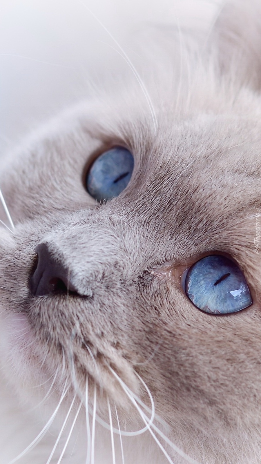 Oczy kota