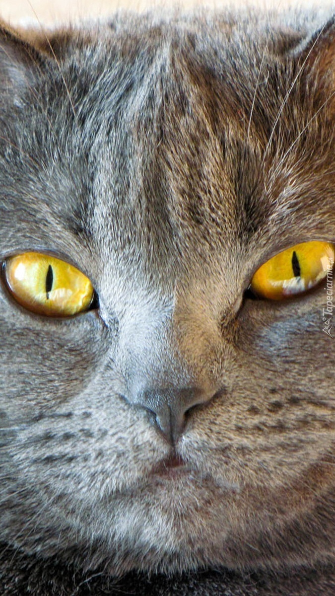 Oczy kota