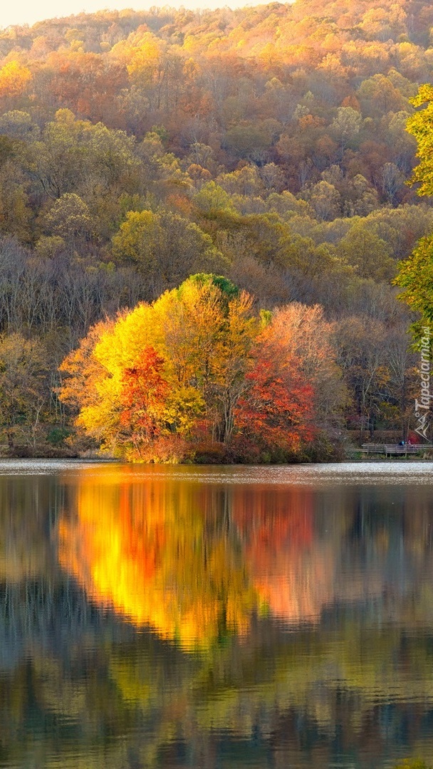 Odbicie kolorowego drzewa w jeziorze
