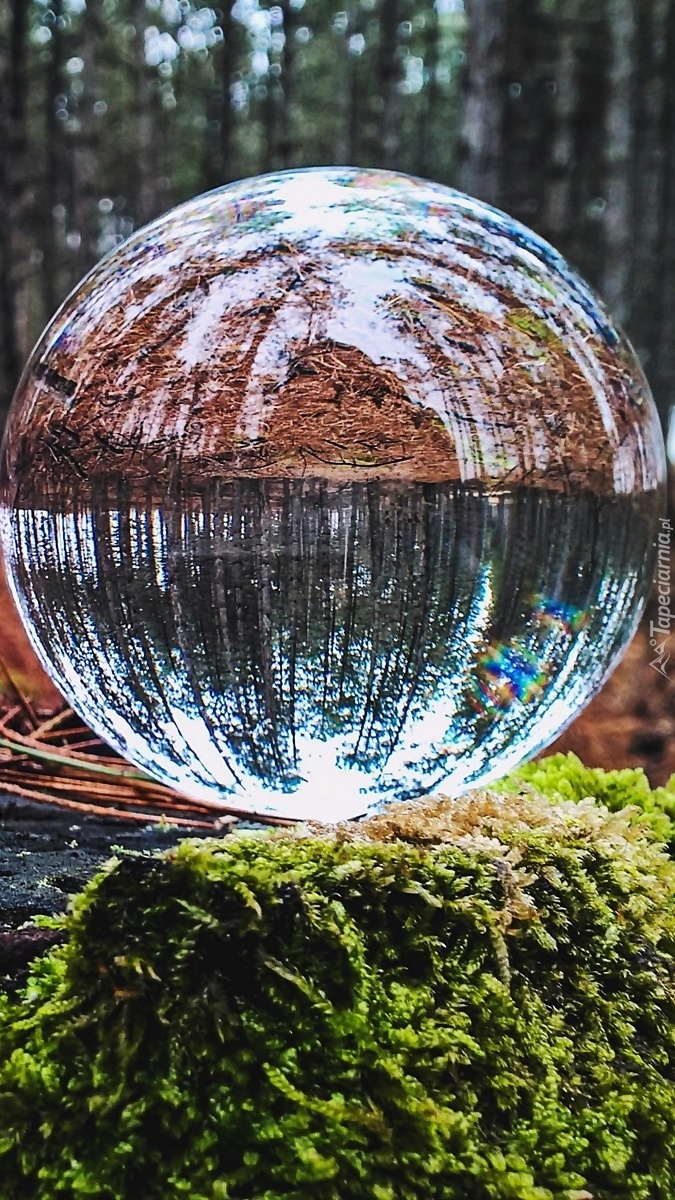 Odbicie lasu w szklanej kuli