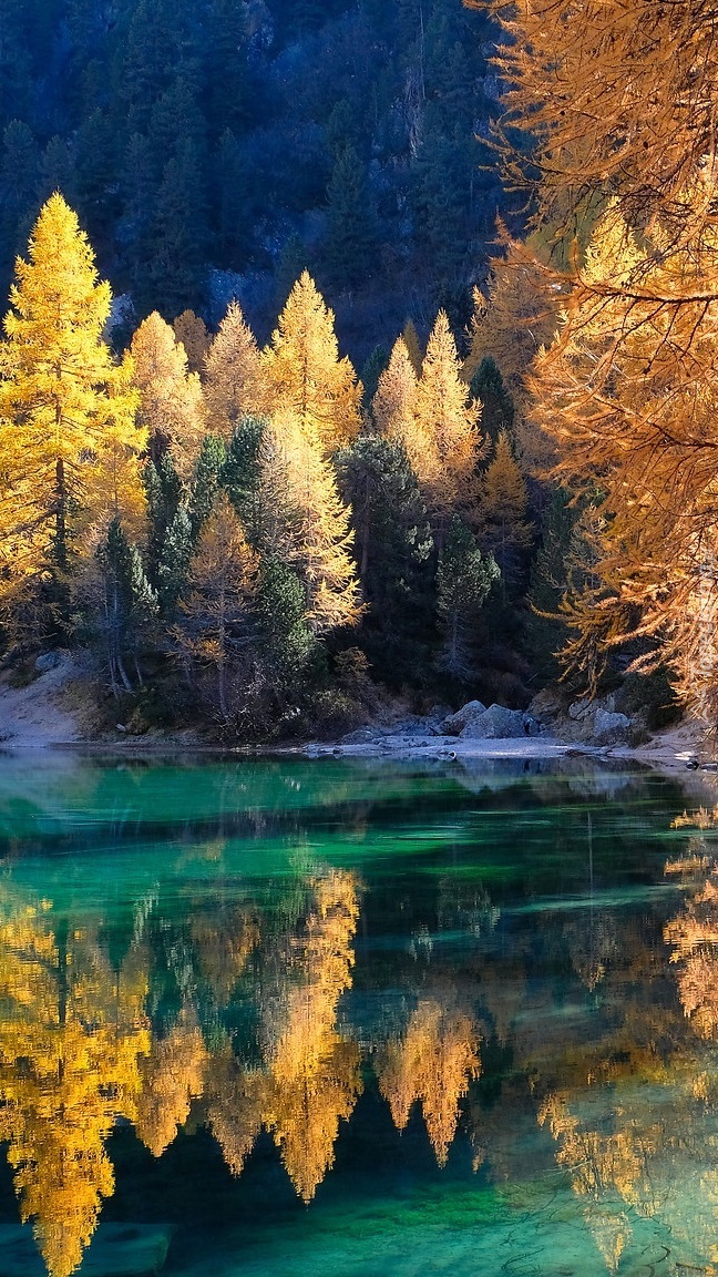 Odbicie rozświetlonych pożółkłych drzew w jeziorze