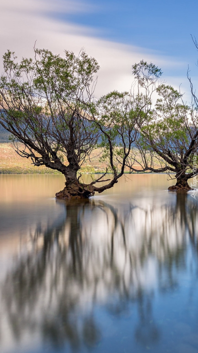 Odbicie wierzb w jeziorze Wanaka