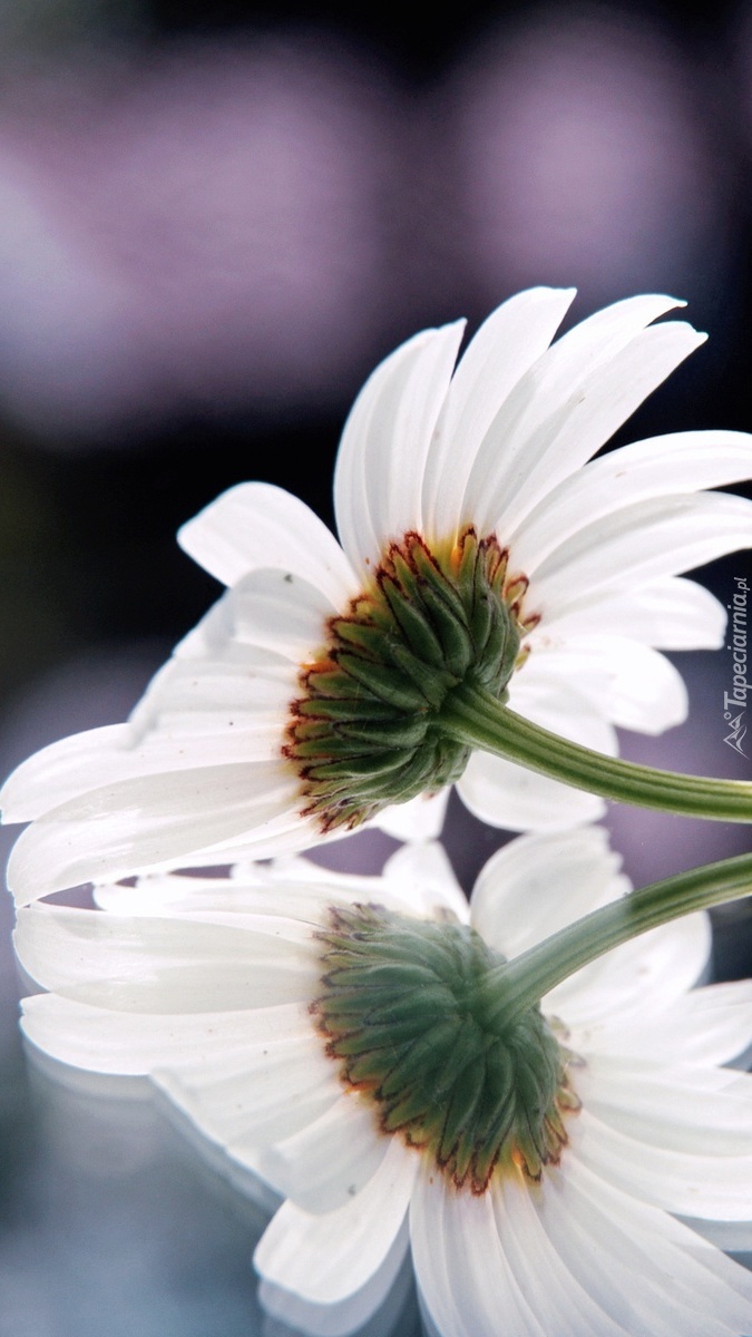 Odbita biała gerbera