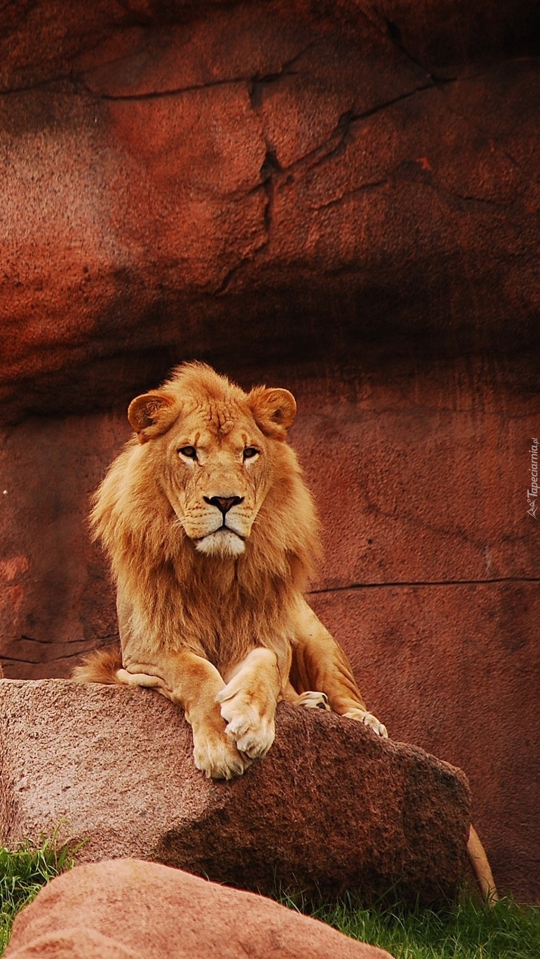Odpoczynek lwicy na skale