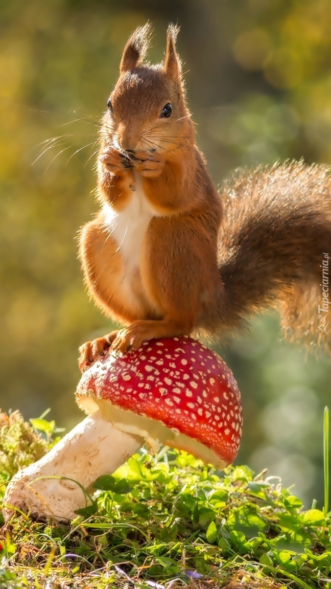 Odpoczynek wiewiórki na muchomorku