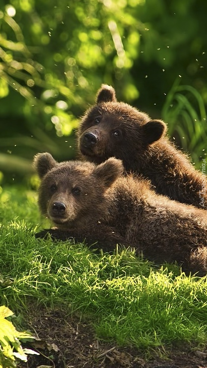 Odpoczywające niedźwiadki