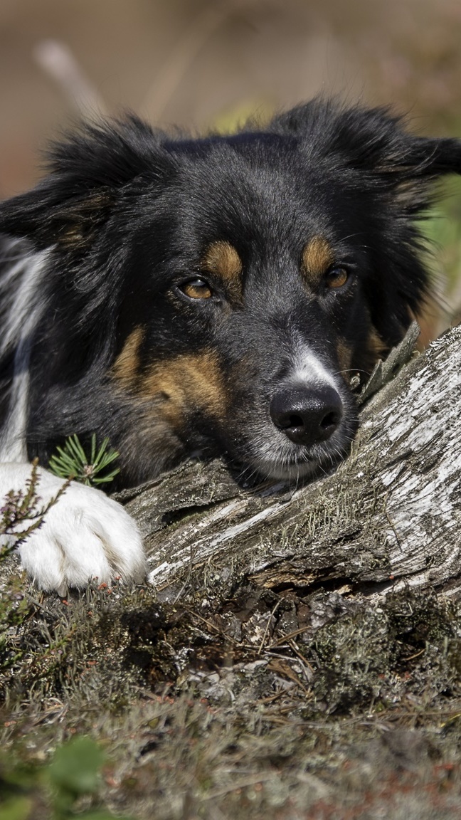 Odpoczywający border collie