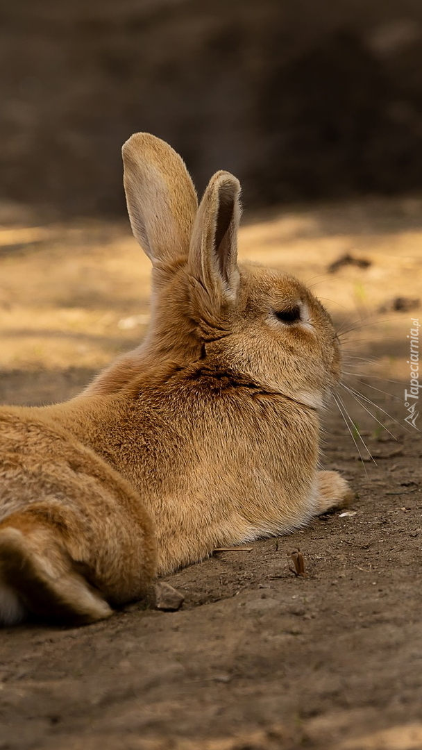 Odpoczywający królik