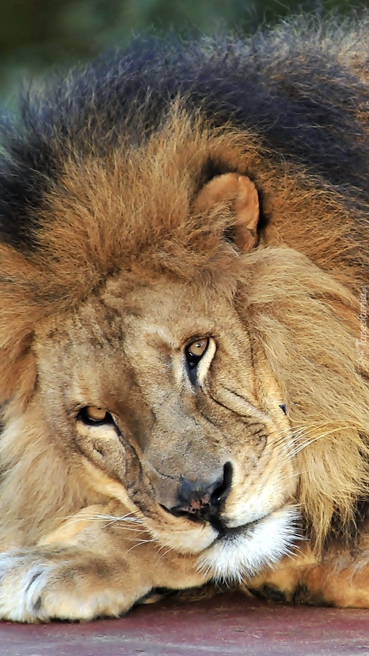 Odpoczywający lew