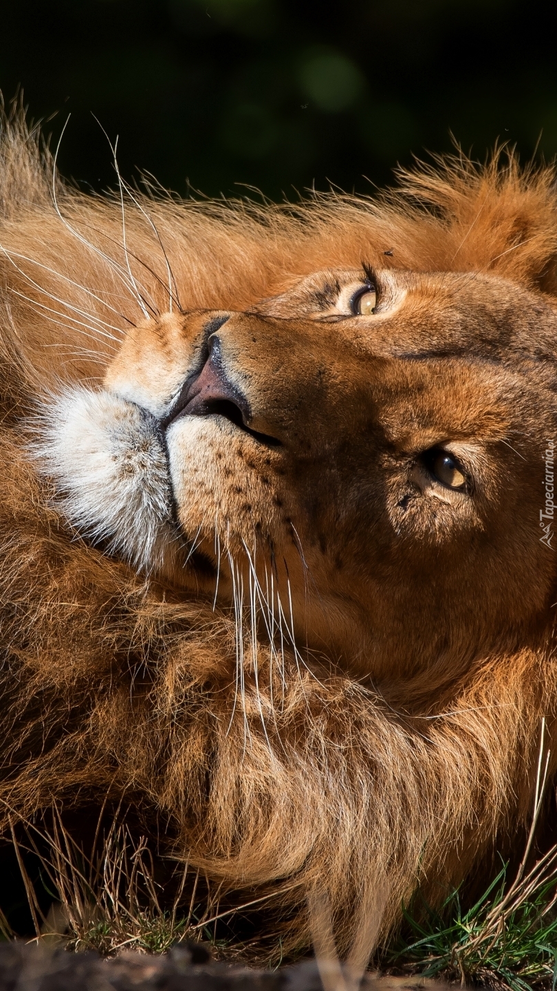 Odpoczywający lew