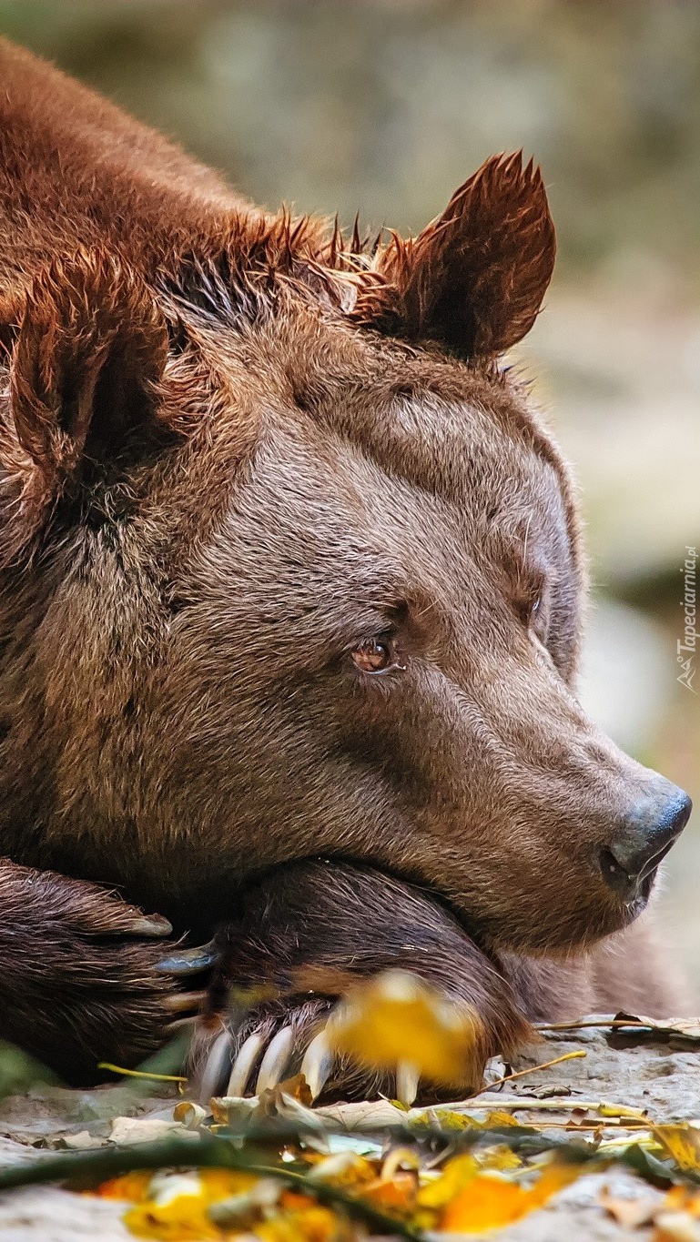 Odpoczywający niedźwiedź brunatny