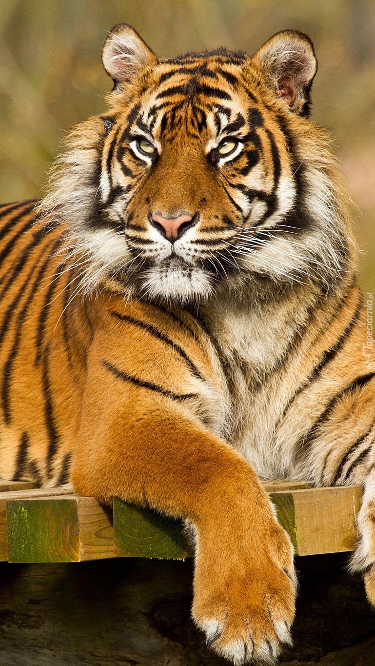 Odpoczywający tygrys