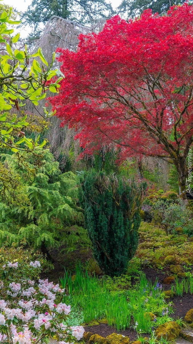 Ogród japoński w Portland
