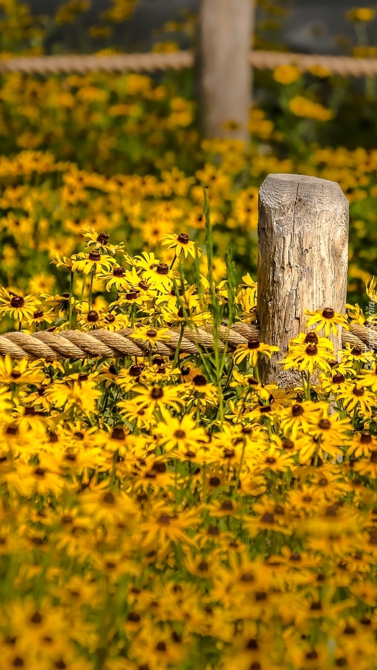 Ogrodzenie w kwiatach rudbekii