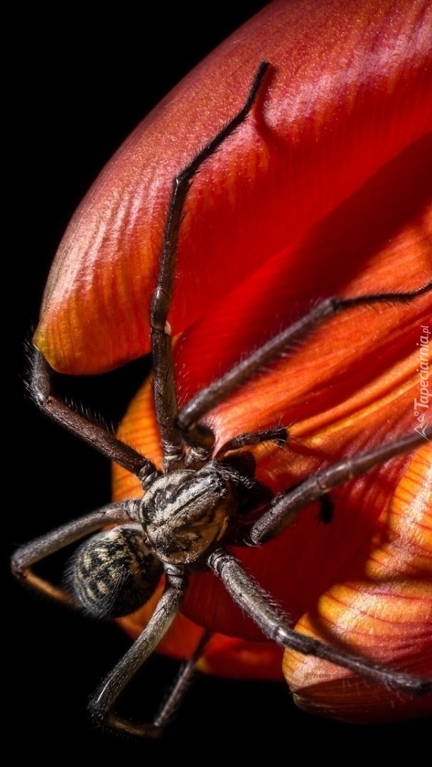 Ogromny pająk na tulipanie