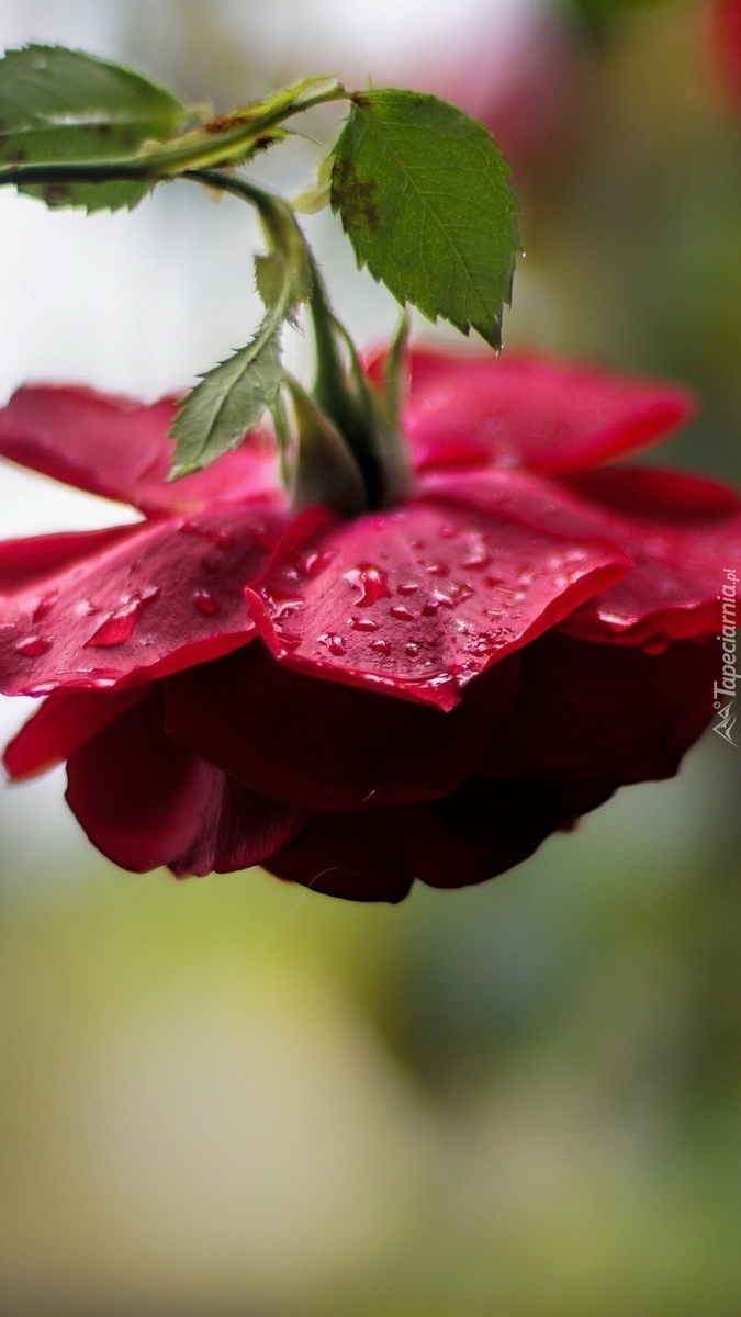 Oklapnięta czerwona róża w kroplach deszczu