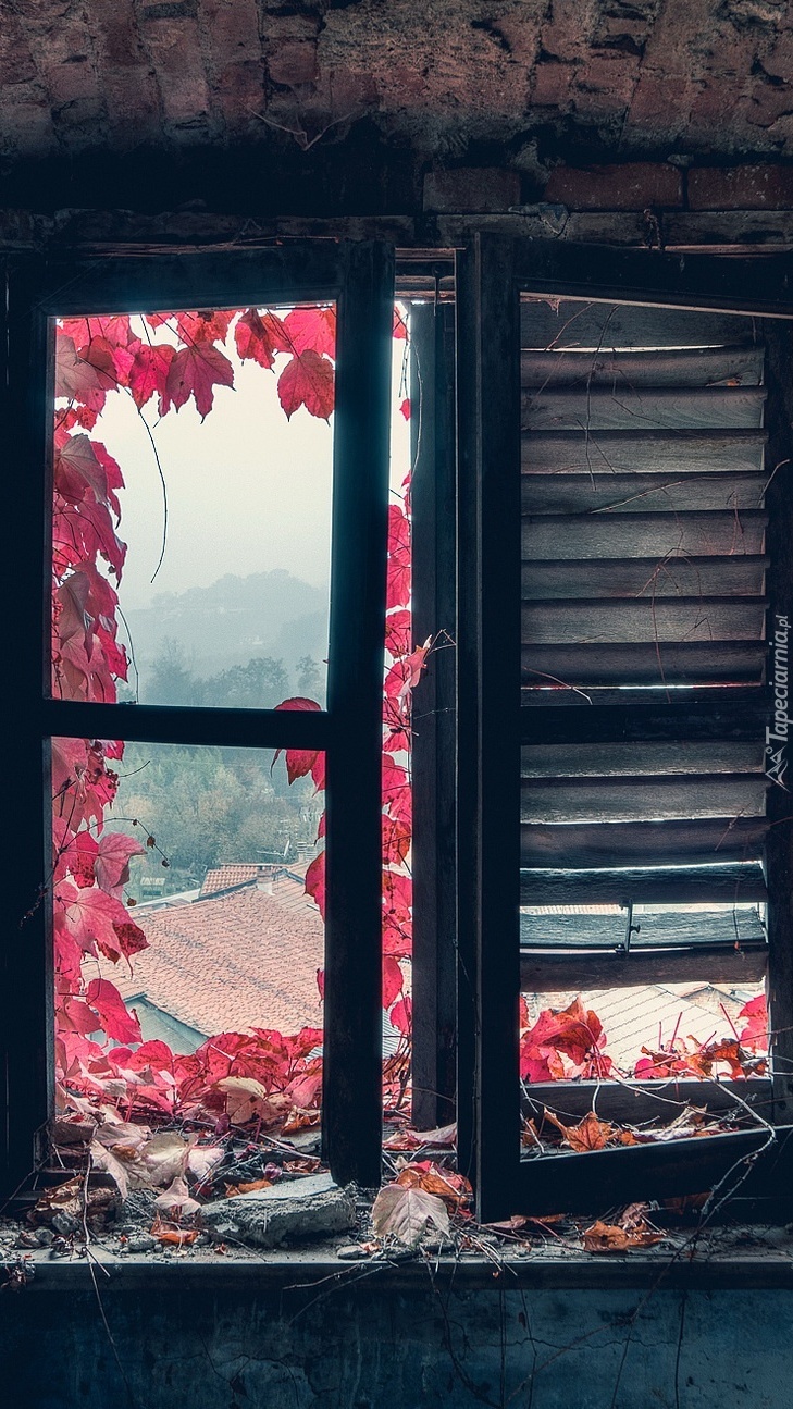 Okno z winobluszczem