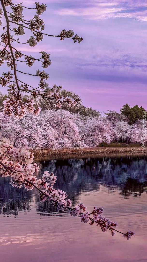 Okwiecone drzewa nad zbiornikiem Tidal Basin