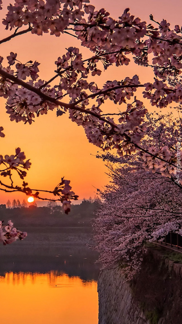 Okwiecone drzewo nad wodą