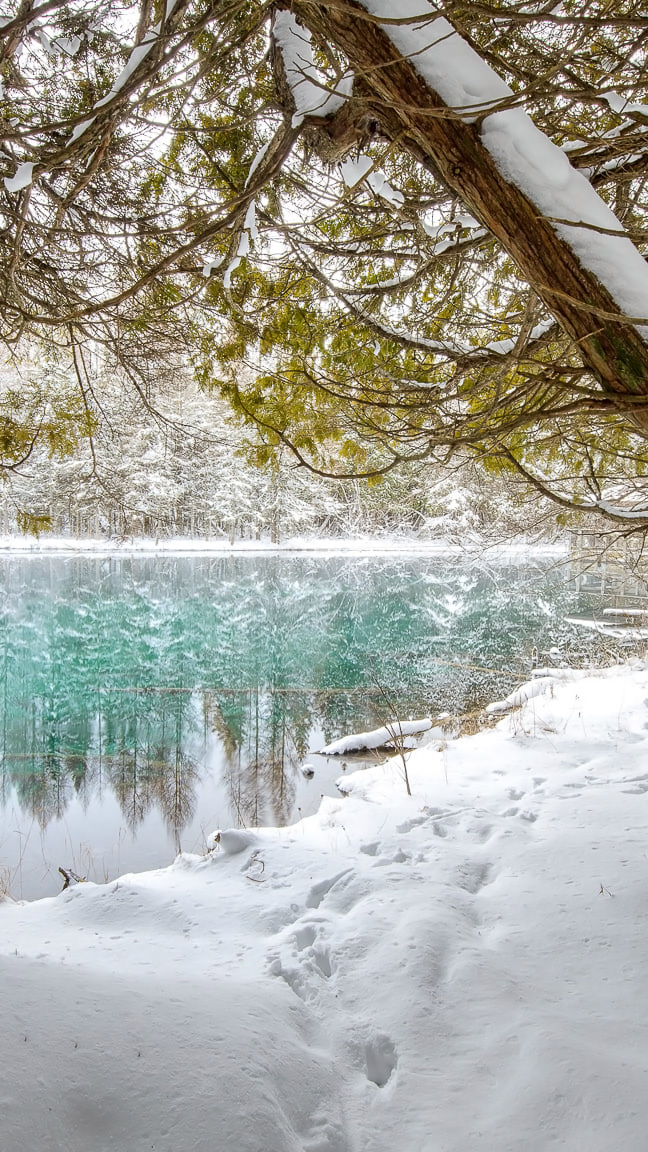 Ośnieżone drzewo nad rzeką w Palms Book State Park