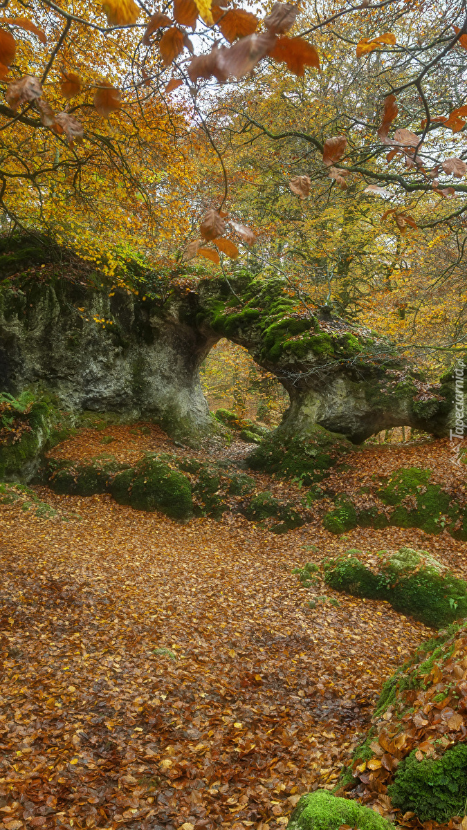 Omszała skała w jesiennym lesie