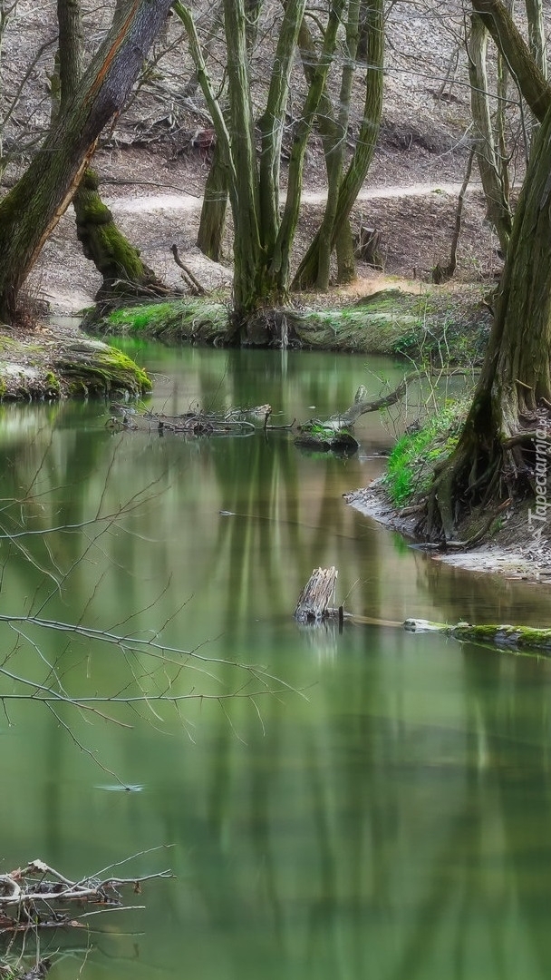 Omszałe drzewa rosnące nad rzeką