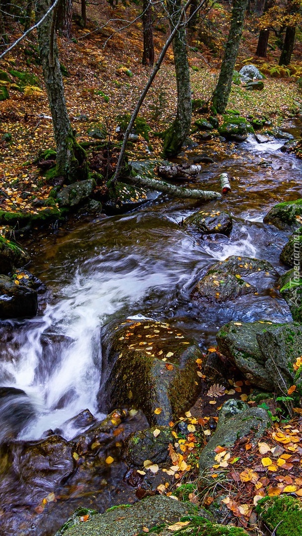 Omszałe kamienie i liście w leśnej rzece