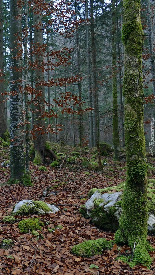 Omszałe kamienie i pnie drzew w lesie