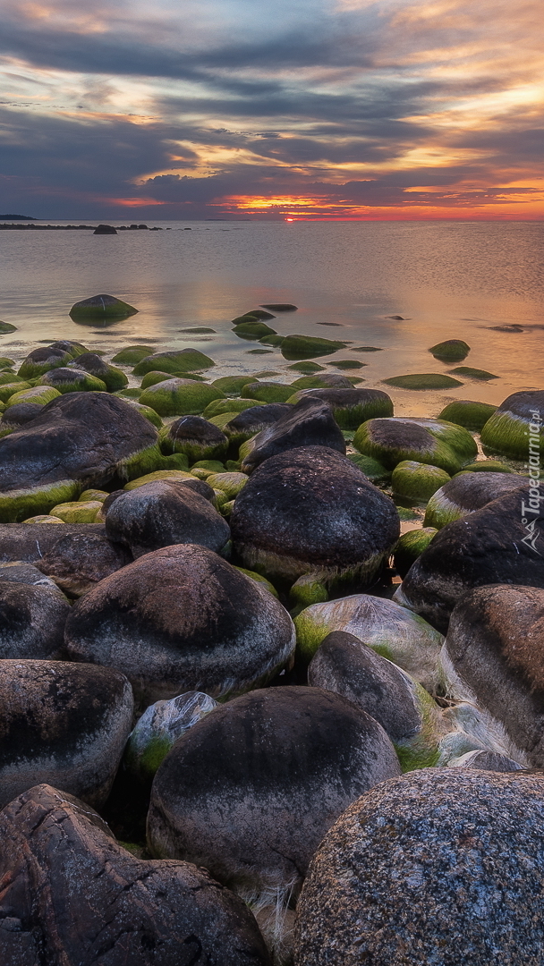 Omszałe kamienie na brzegu morza