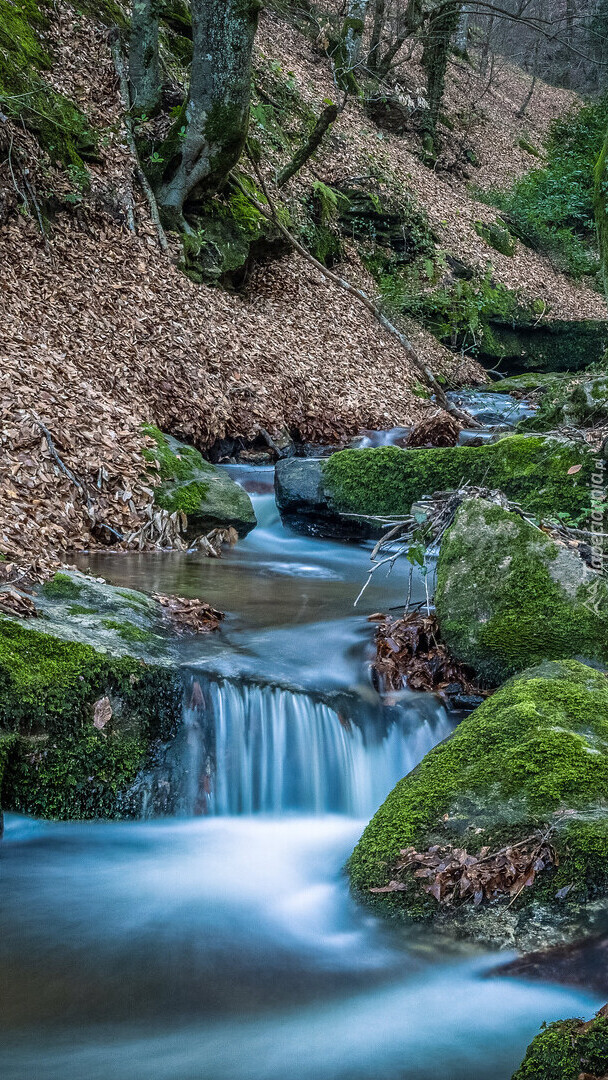 Omszałe kamienie nad leśną rzeką