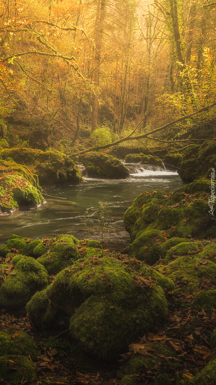 Omszałe kamienie nad leśną rzeką